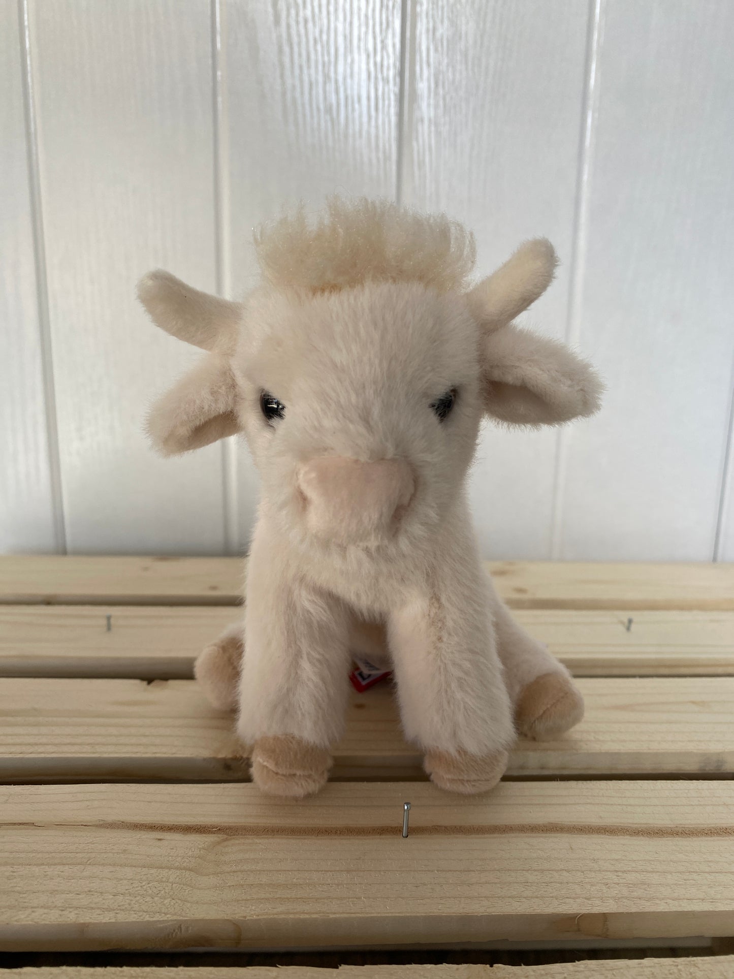Mini Highland Cow